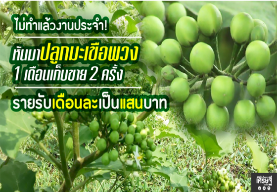 หางาน,สมัครงาน,งาน,ปลูกมะเขือพวง 1 เดือนเก็บขาย 2 ครั้ง รายรับหลักแสน/เดือน